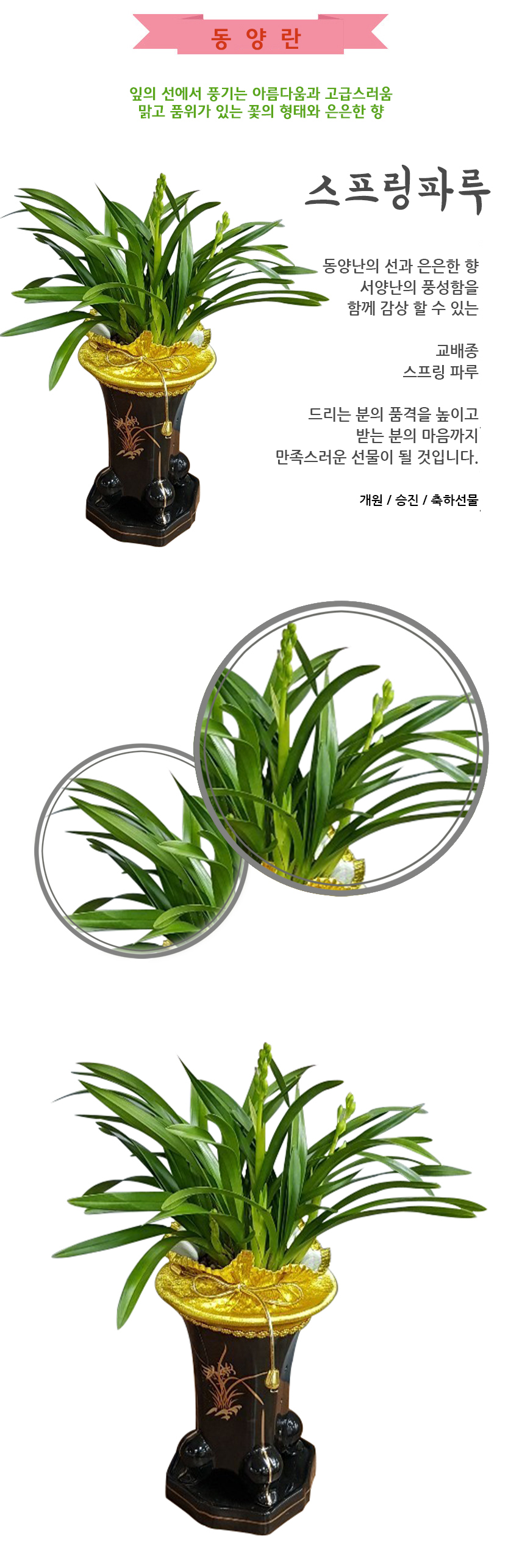 스프링파루.jpg 4976954a5c9466076f2d7e363807b069_1550032372_9043.jpg