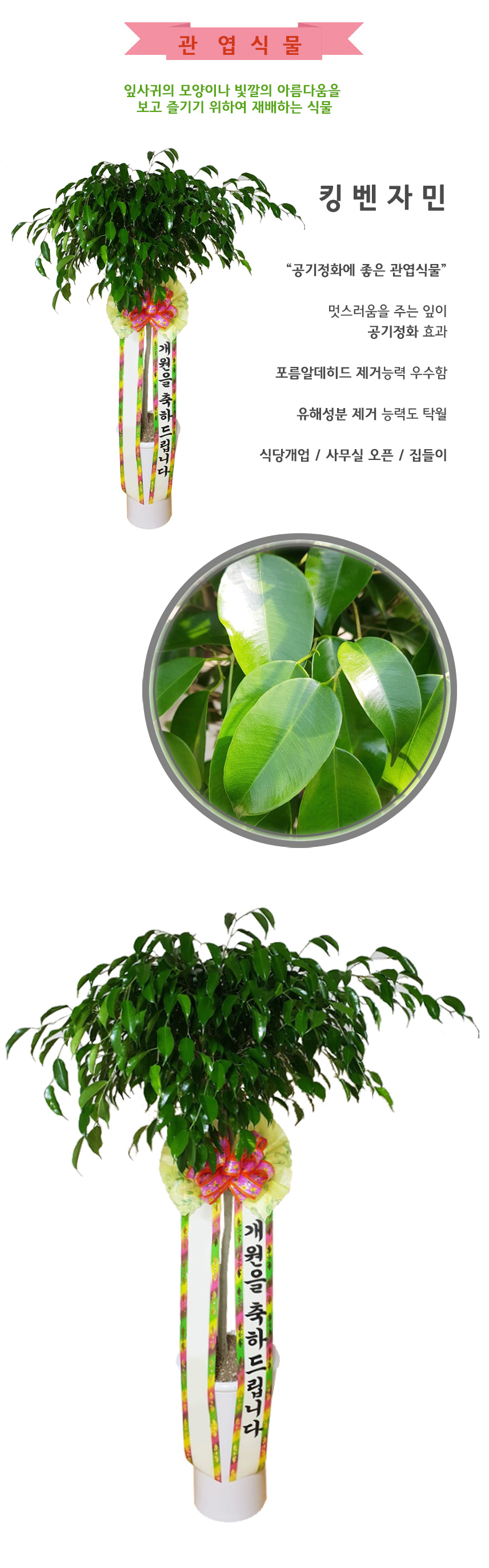 킹벤자민_123000_상.jpg bfdb1ef28e65250e01ebc7c3f518abdf_1550036801_5175.jpg