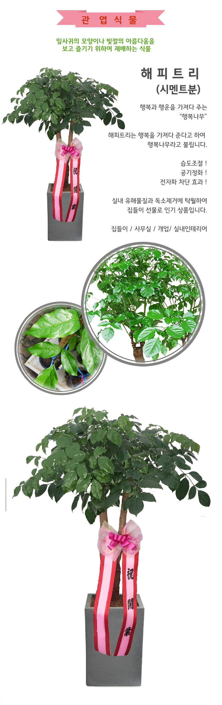 해피트리시멘트분_상.jpg bfdb1ef28e65250e01ebc7c3f518abdf_1550036890_677.jpg