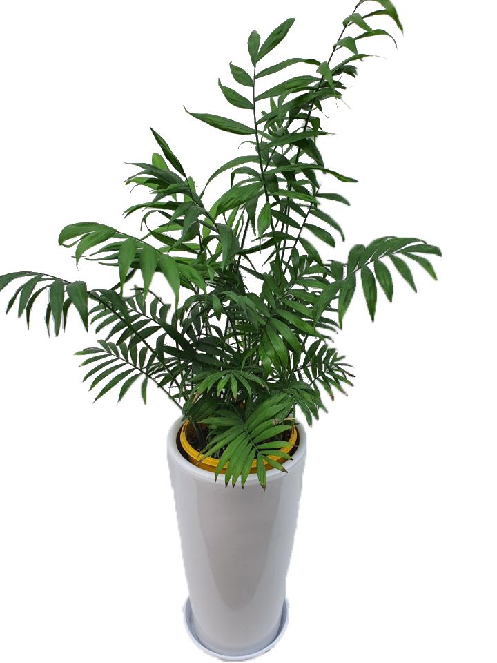 테이블야자65.png 258a65e08445d30251e1bb5f857ff8b9_1590482695_6075.png