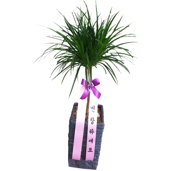 드라코110.png 526e129ba290c566fdf7d750d8624b4a_1590647039_2519.png