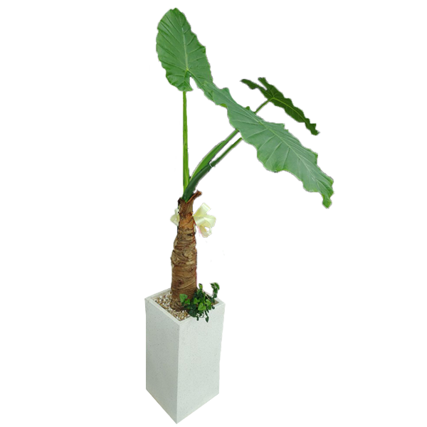 알로카시아130.png 9a6b60610929a0762e718e4ea068a6a1_1590637891_4938.png