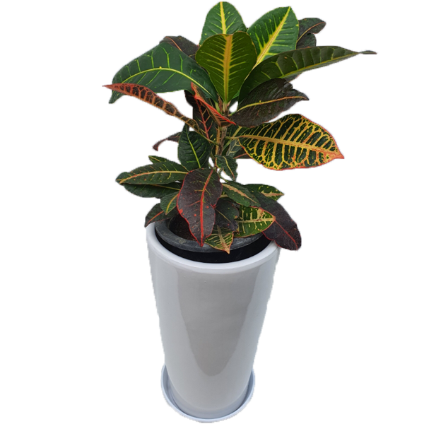 크로톤5.png ba253d9a818b38eeda908c4e3e6def82_1590387416_2091.png