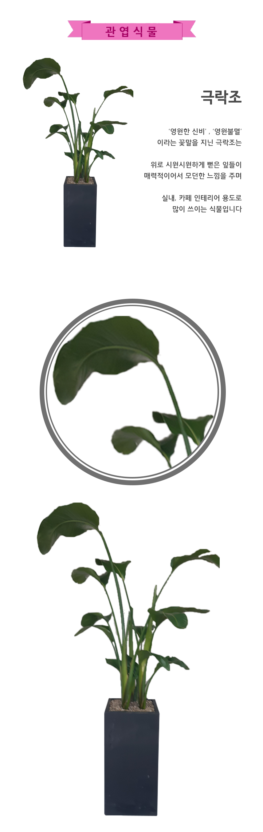 (상세페이지)극락조.png d9eda363c79bd1ceee735b54c3937be0_1590810297_5867.png