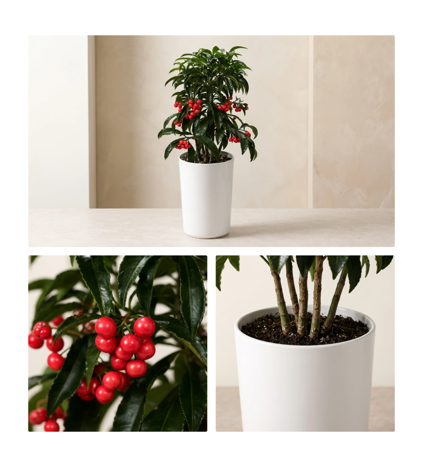 5ff96c19ed07d5e7357ba204d092b184_1789023106_8078.png