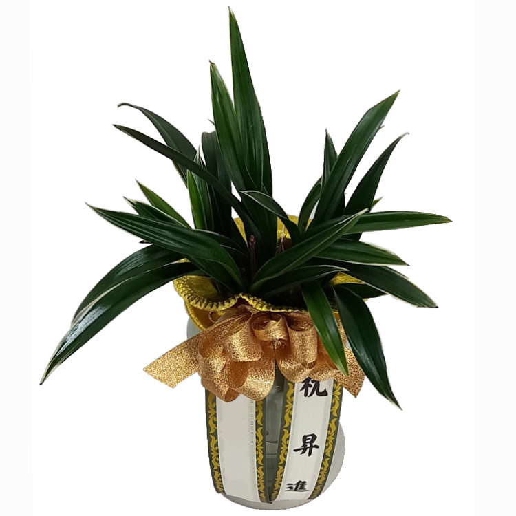 Oriental Orchid Dalma