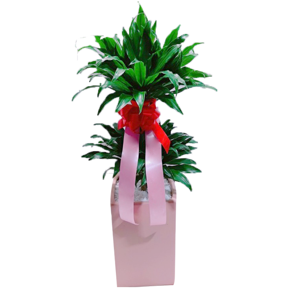 콤팩타 — 관엽 · 개업화분
