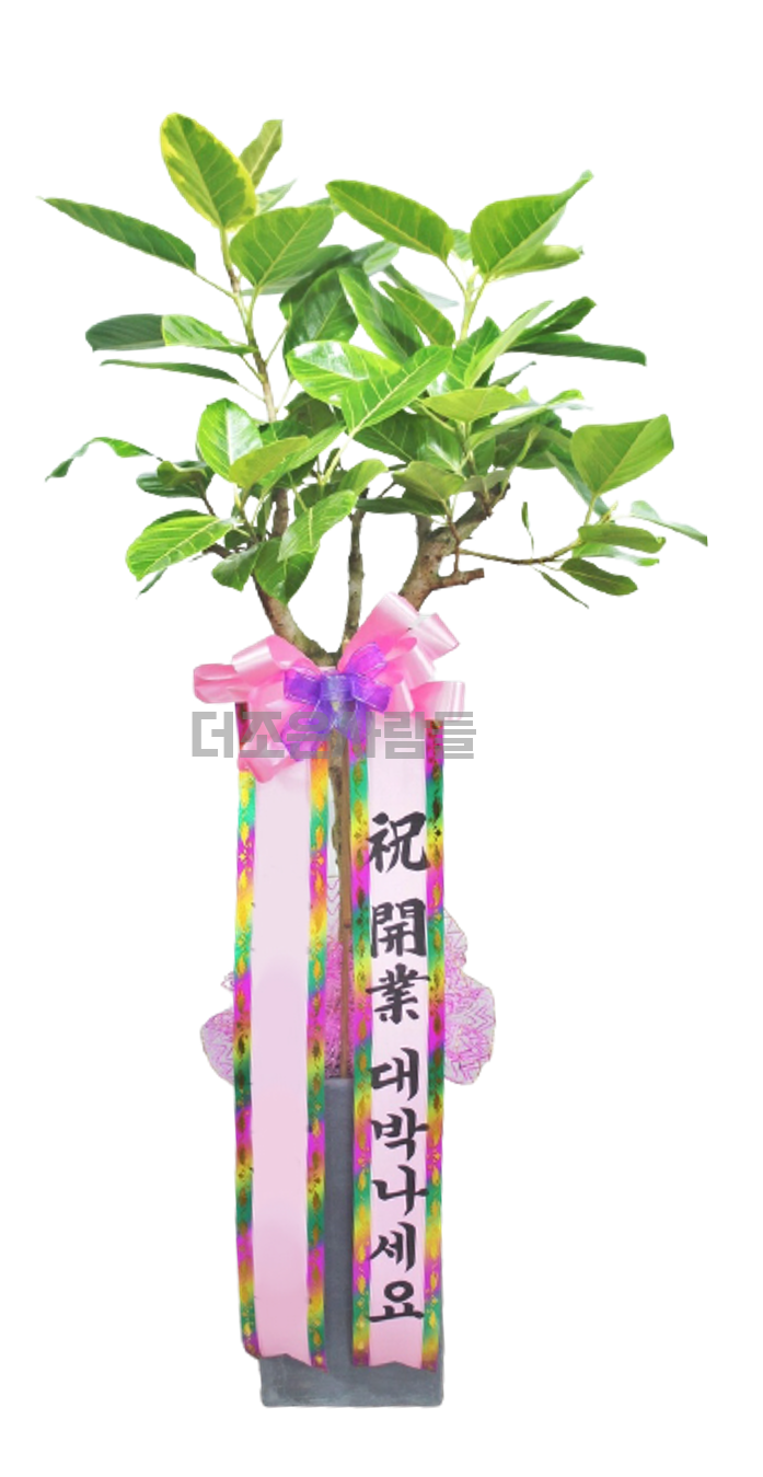 뱅갈고무나무 — 관엽 · 개업화분