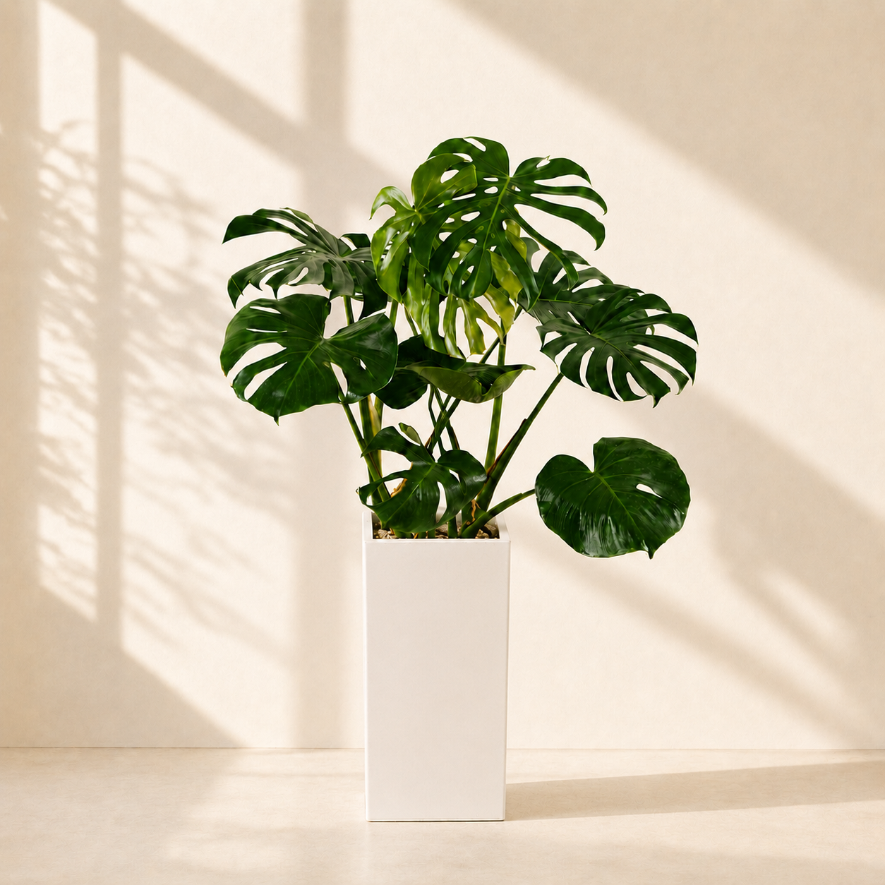 Trầu bà lá xẻ (Monstera)