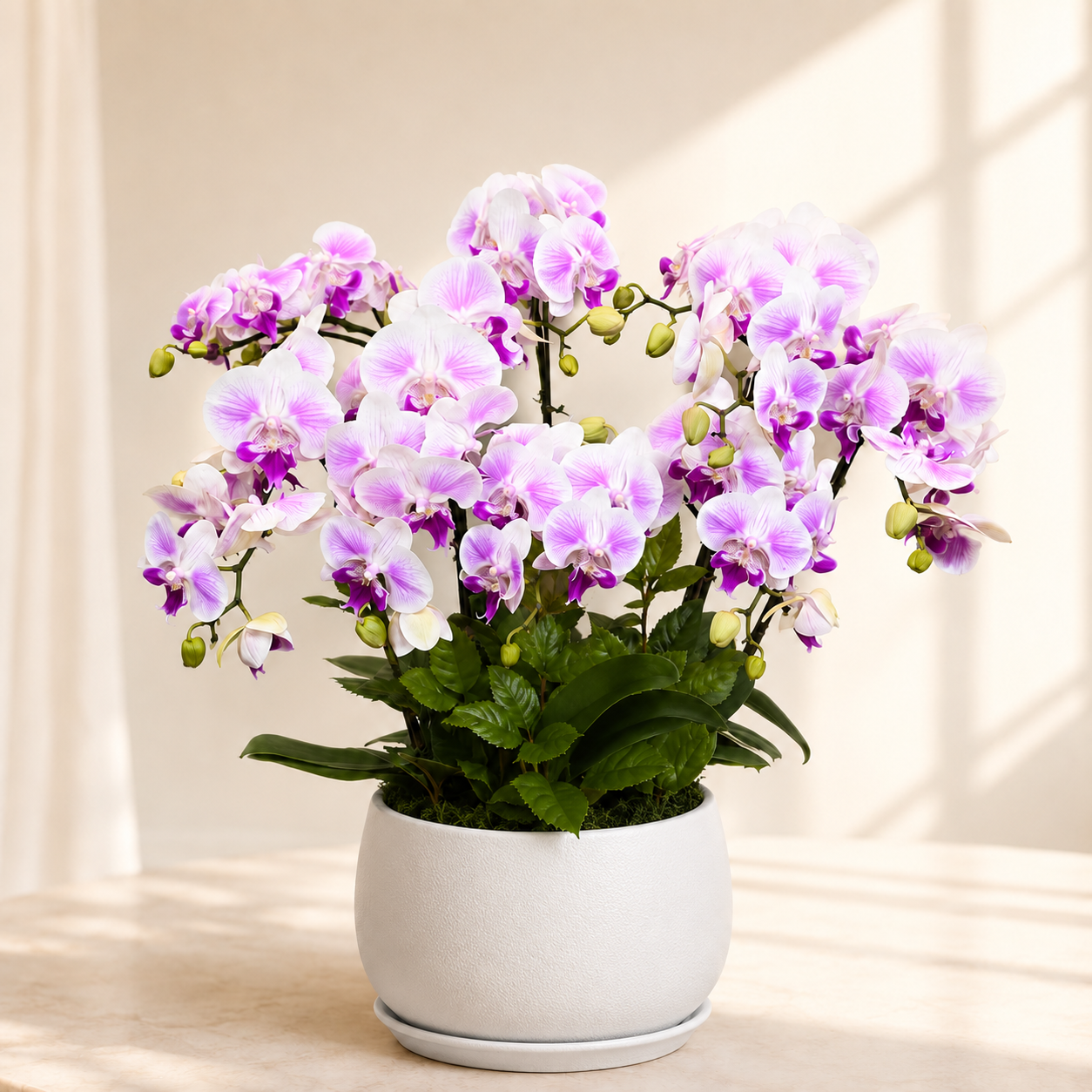 Lan hồ điệp 149