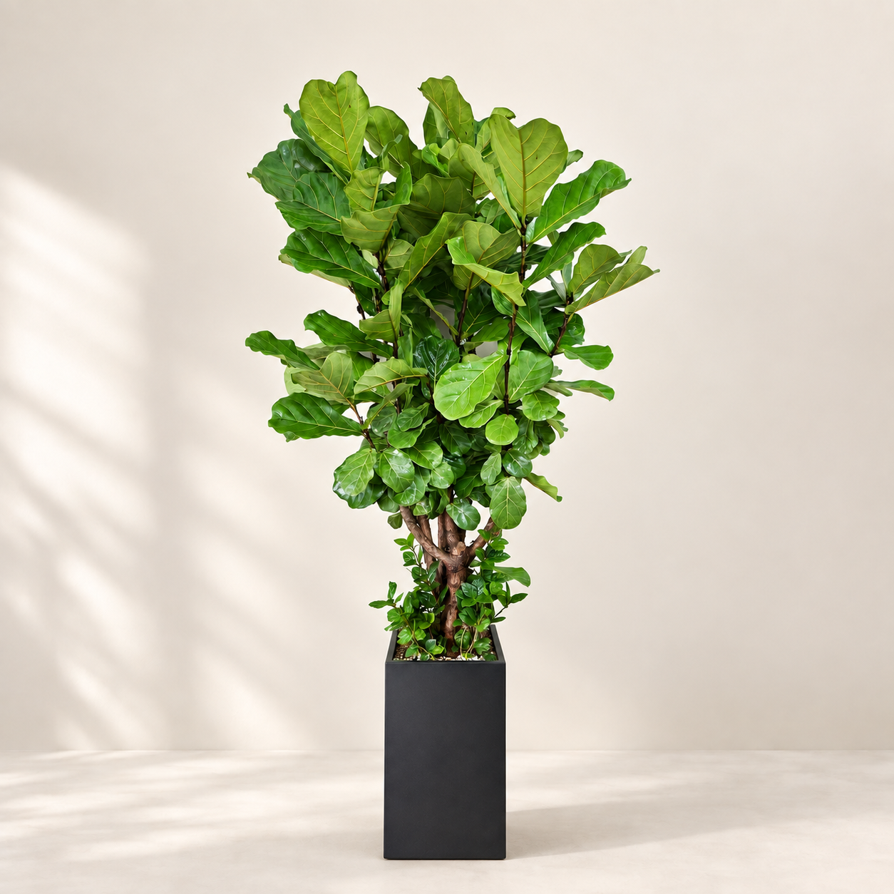 Fiddle-Leaf Fig A