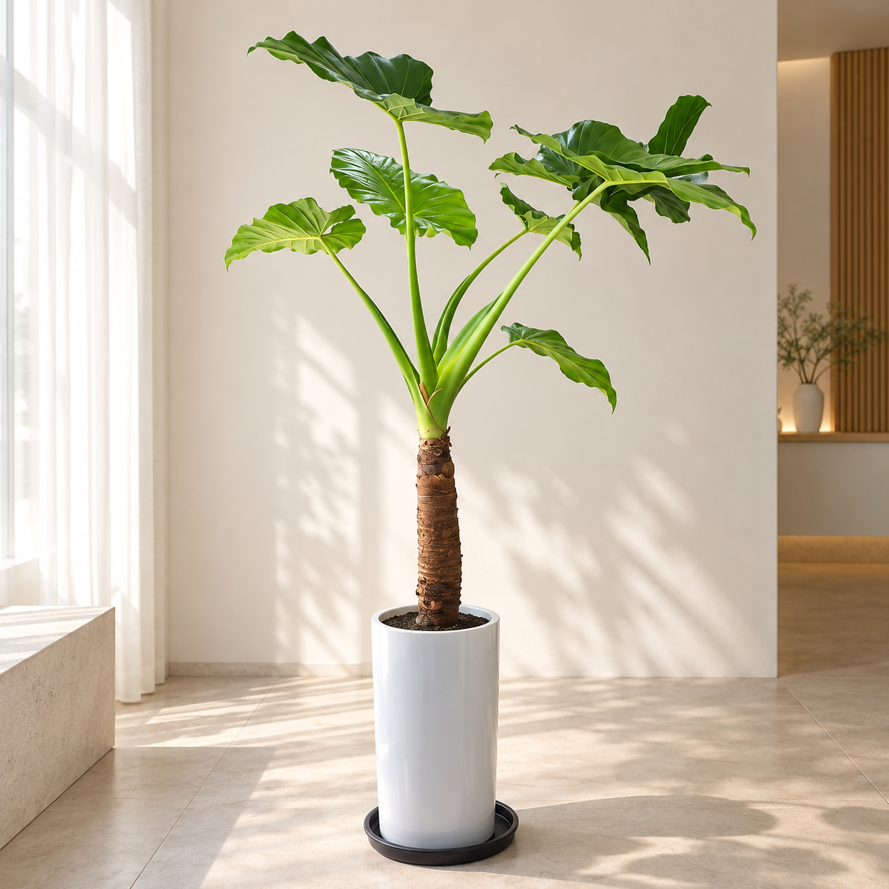 Cây ráy cảnh (Alocasia)