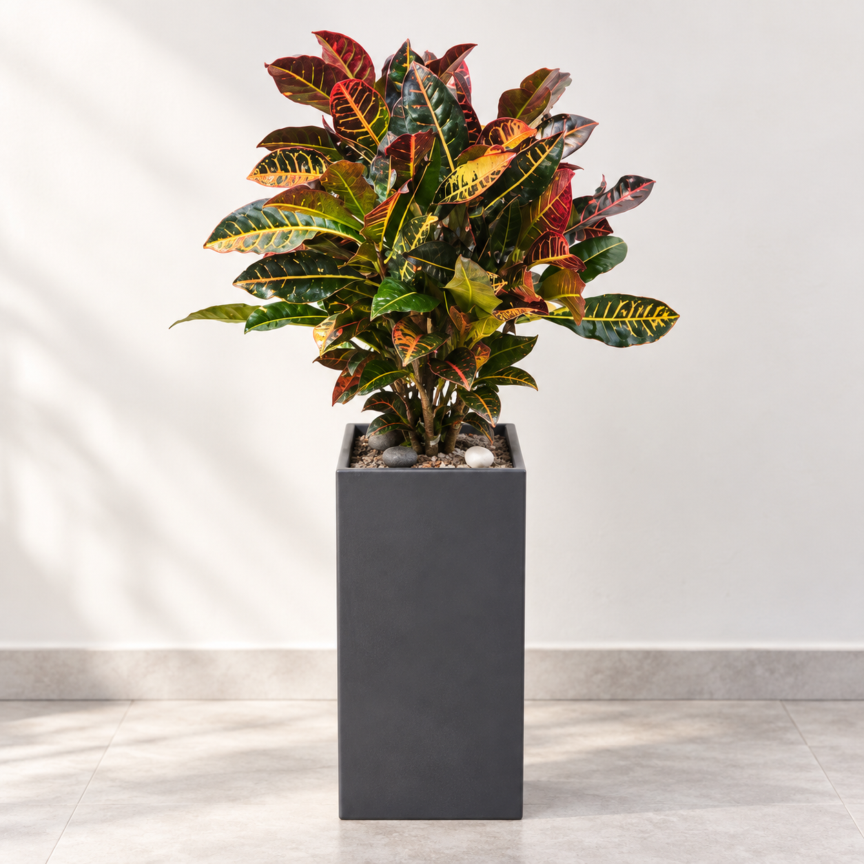 Croton A