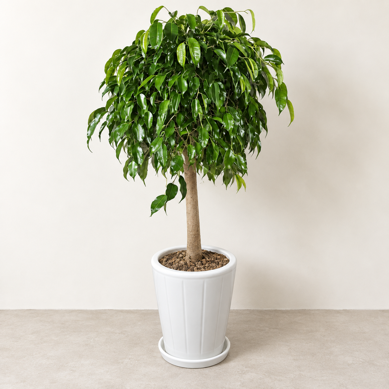 King Benjamin Ficus B