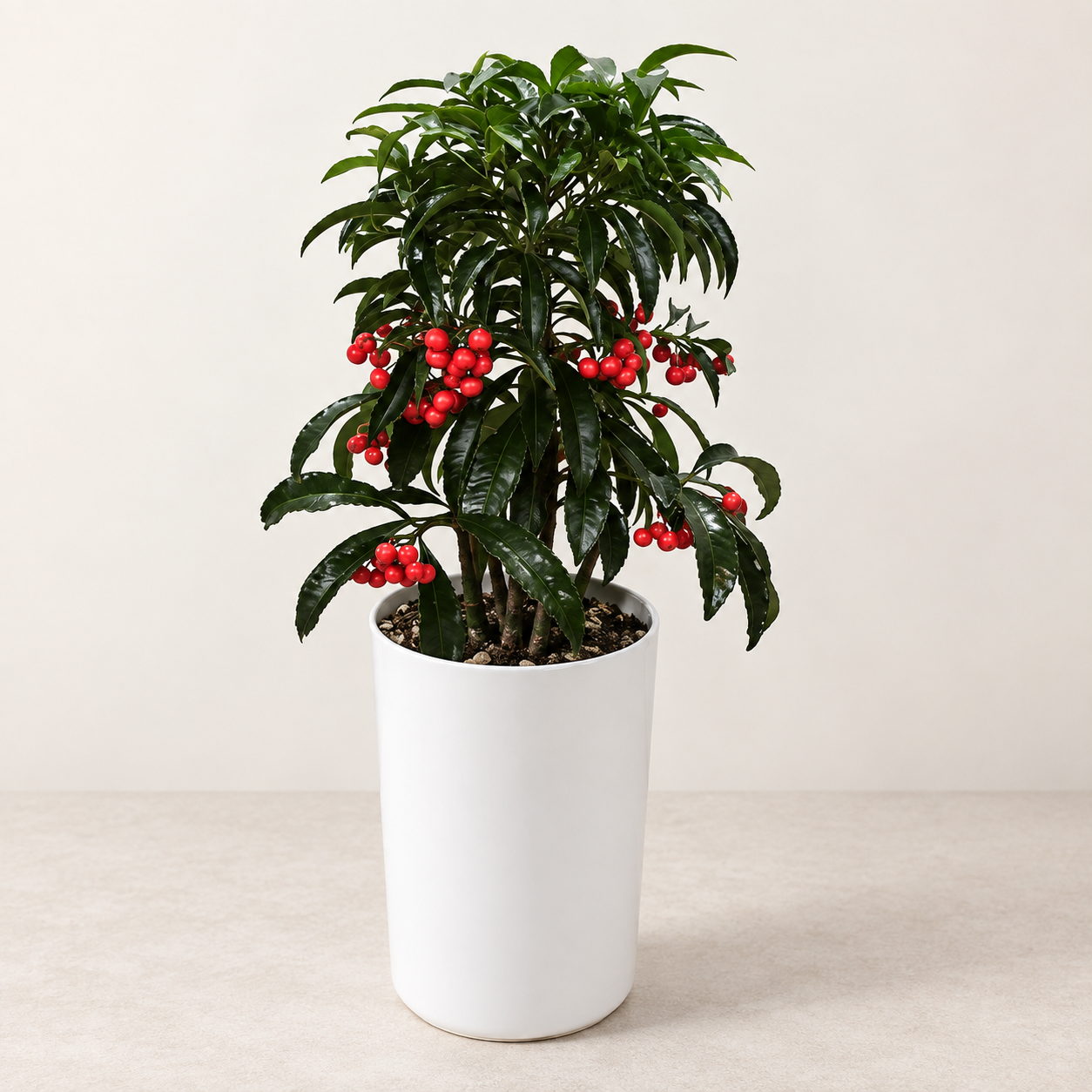 Christmas Berry