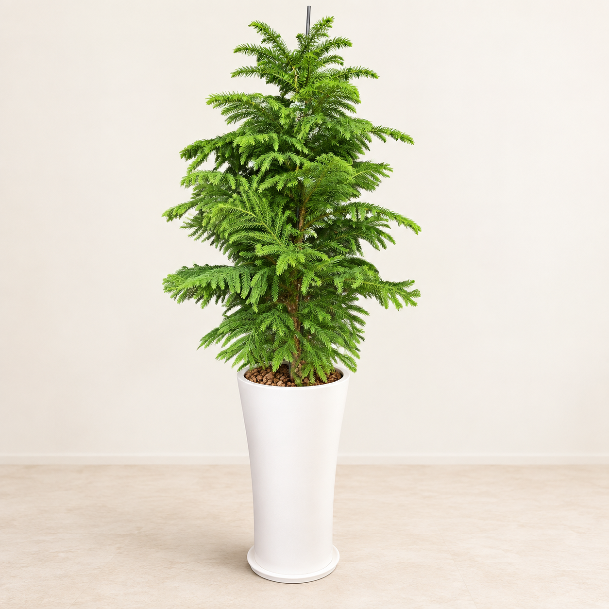 Thông Norfolk (Araucaria) A
