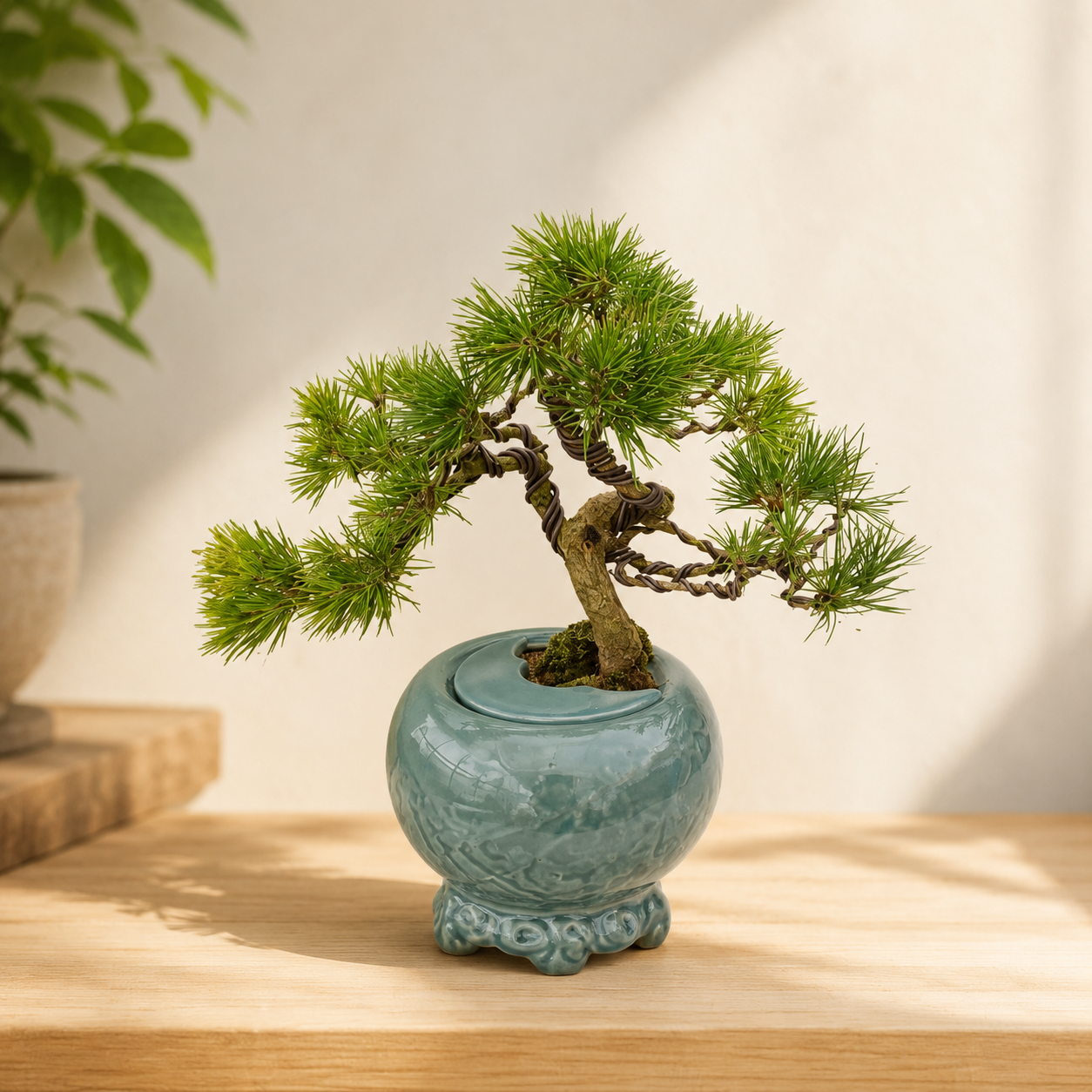 Bonsai Thông Đen A