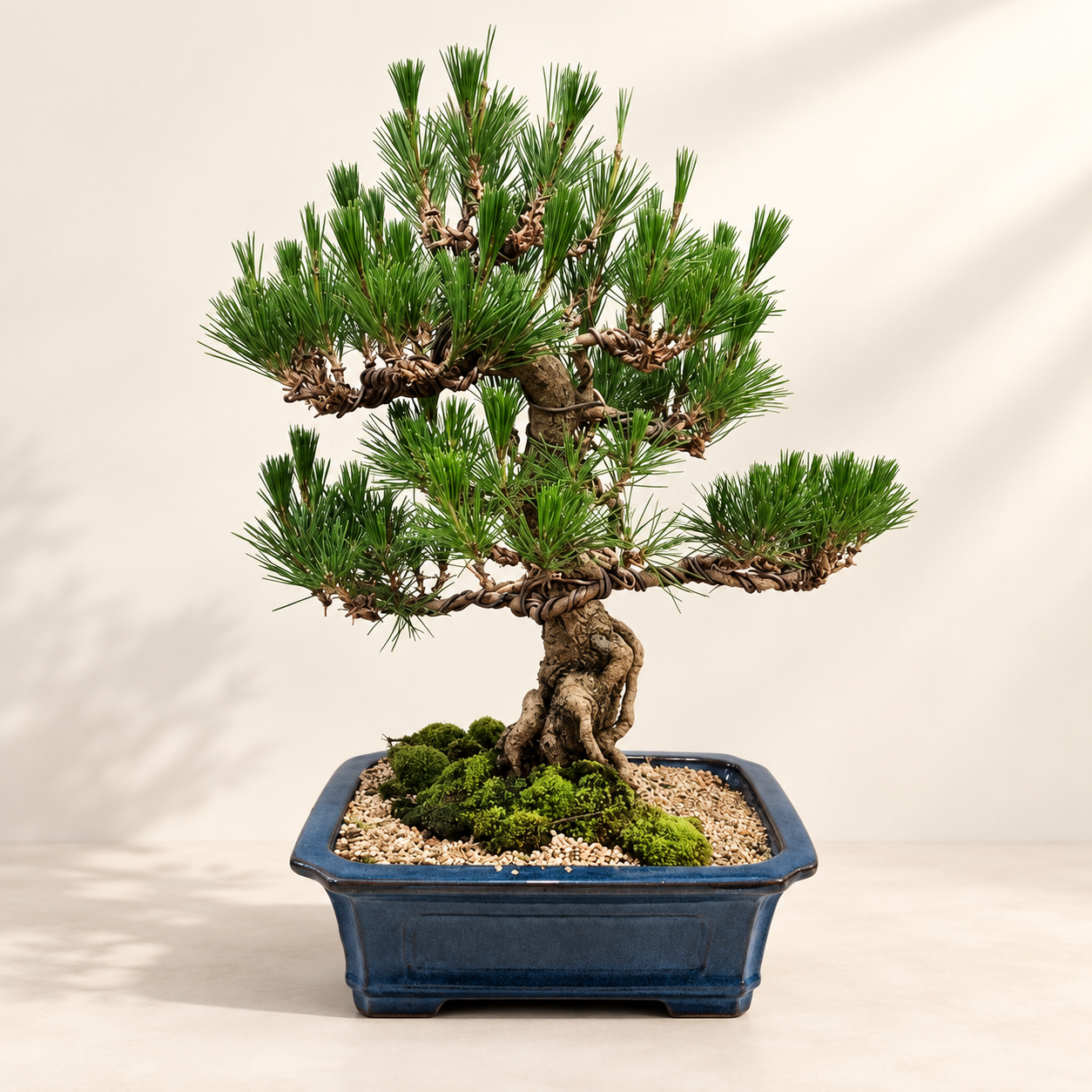 Bonsai Thông C
