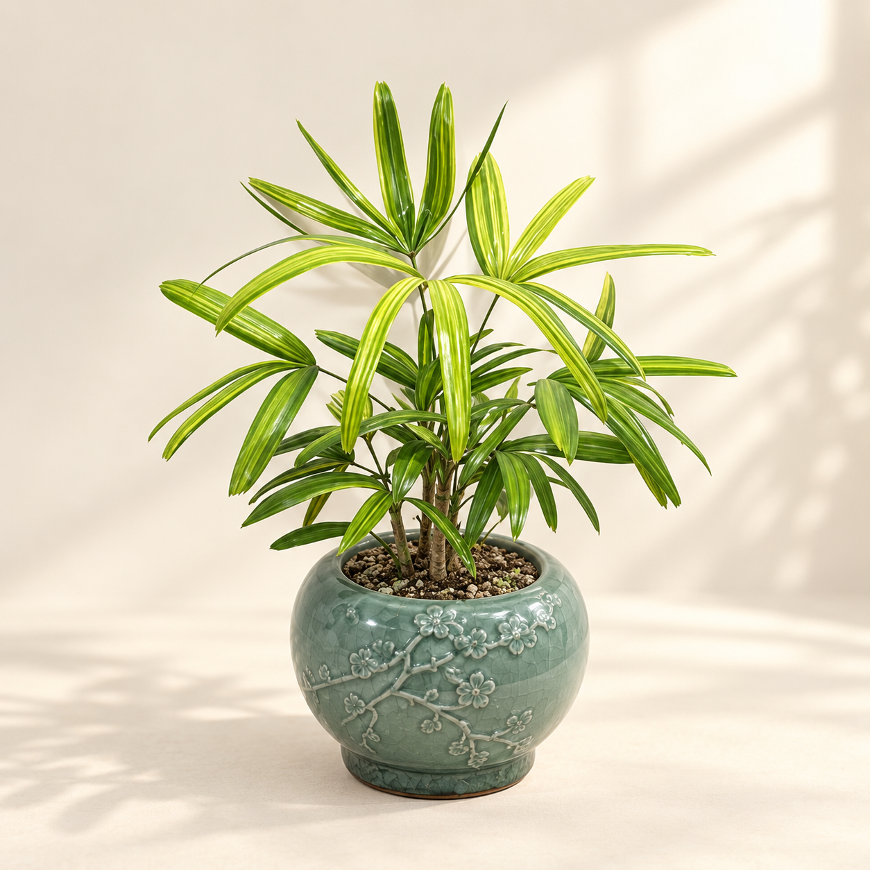 Cây mật cật lá đốm (Seohwanggeum)